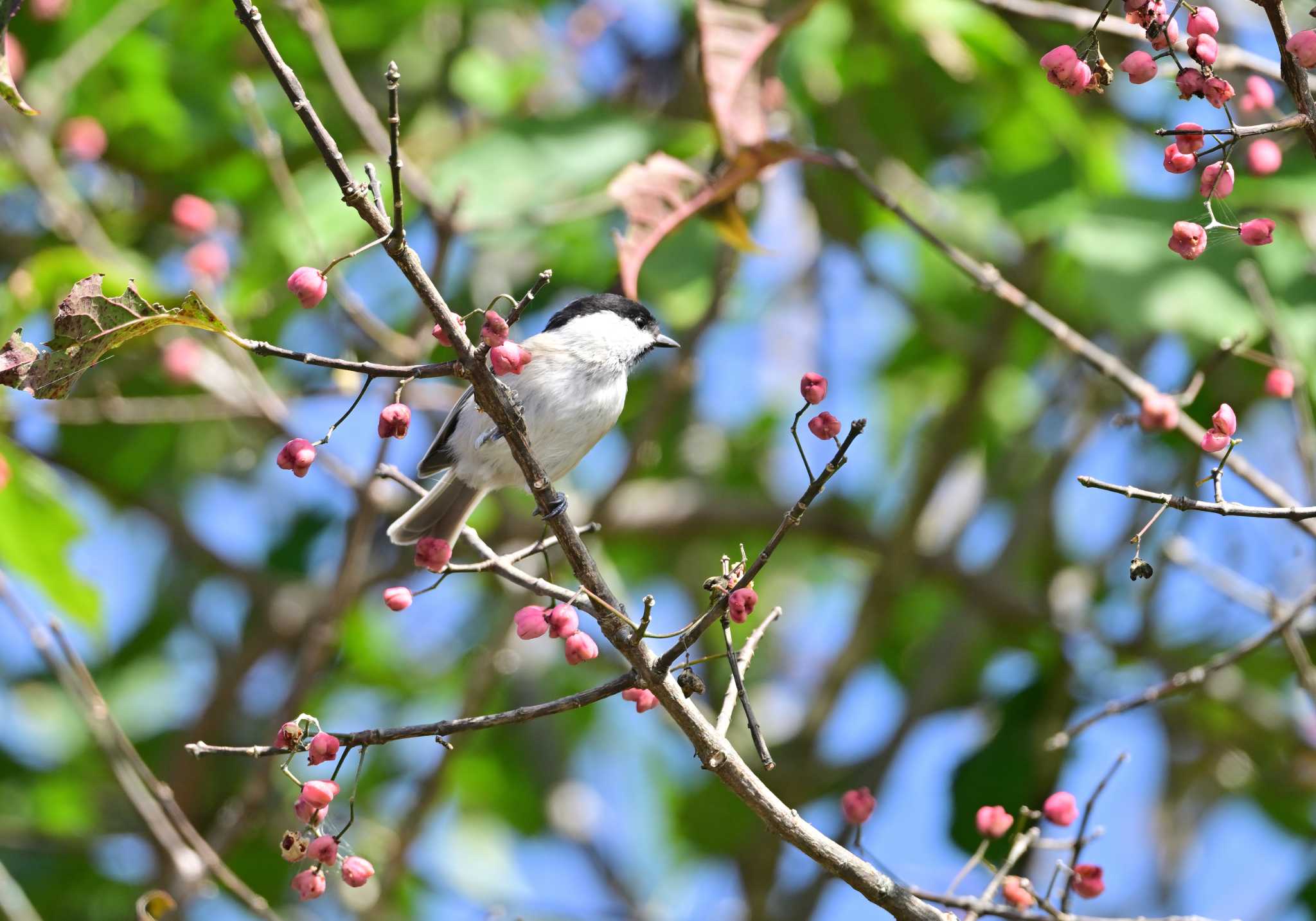 Willow Tit