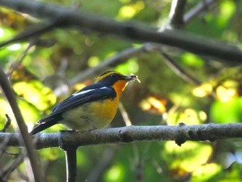 Narcissus Flycatcher 東京 Fri, 10/13/2023