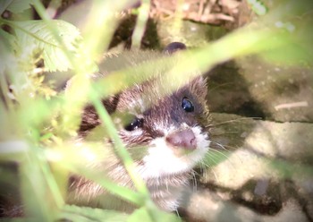 未同定 小畔水鳥の郷公園 2023年10月10日(火)