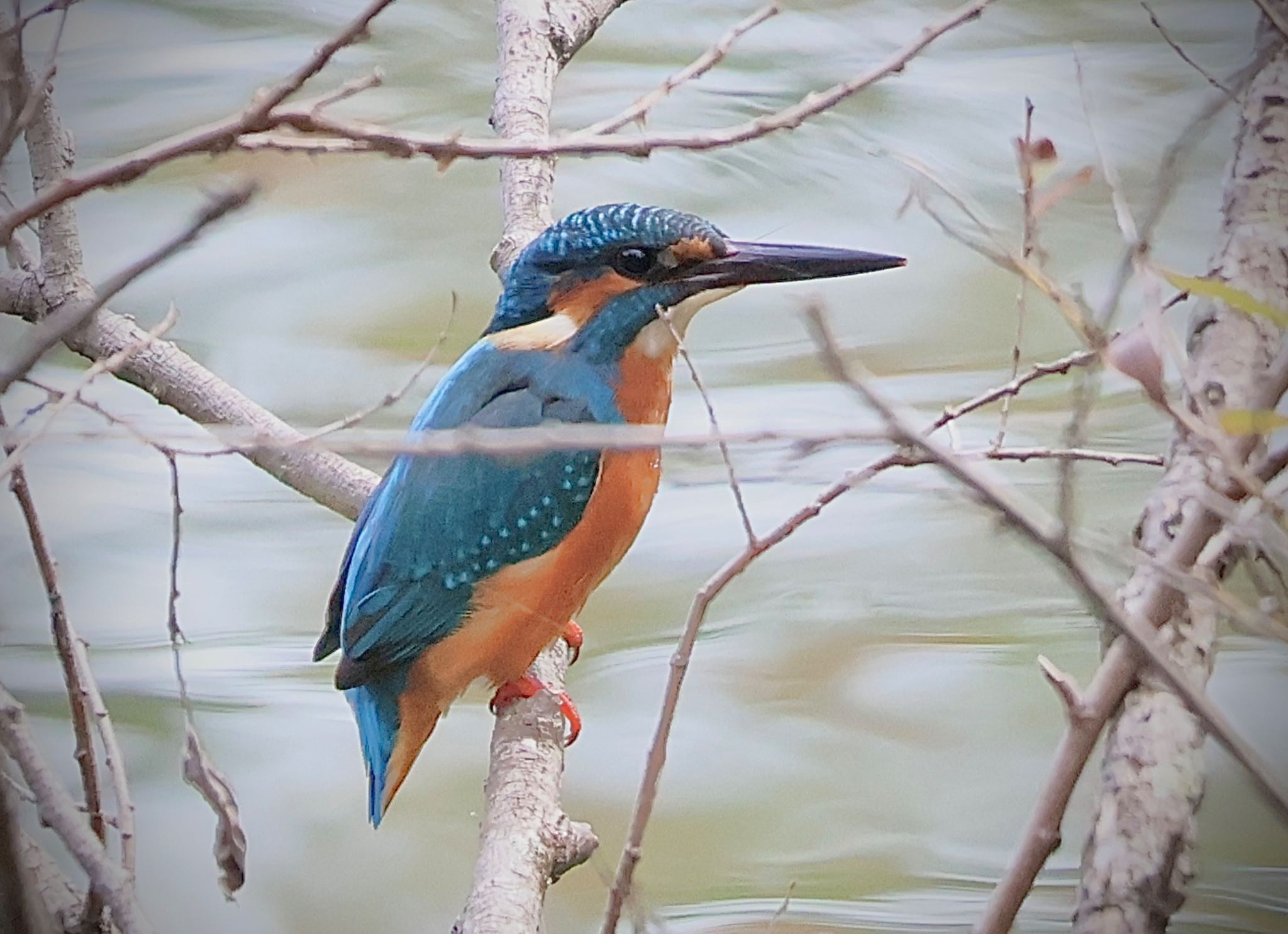 Common Kingfisher