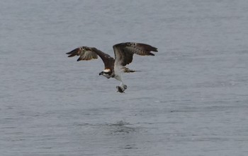 2023年10月14日(土) 大和川河口の野鳥観察記録