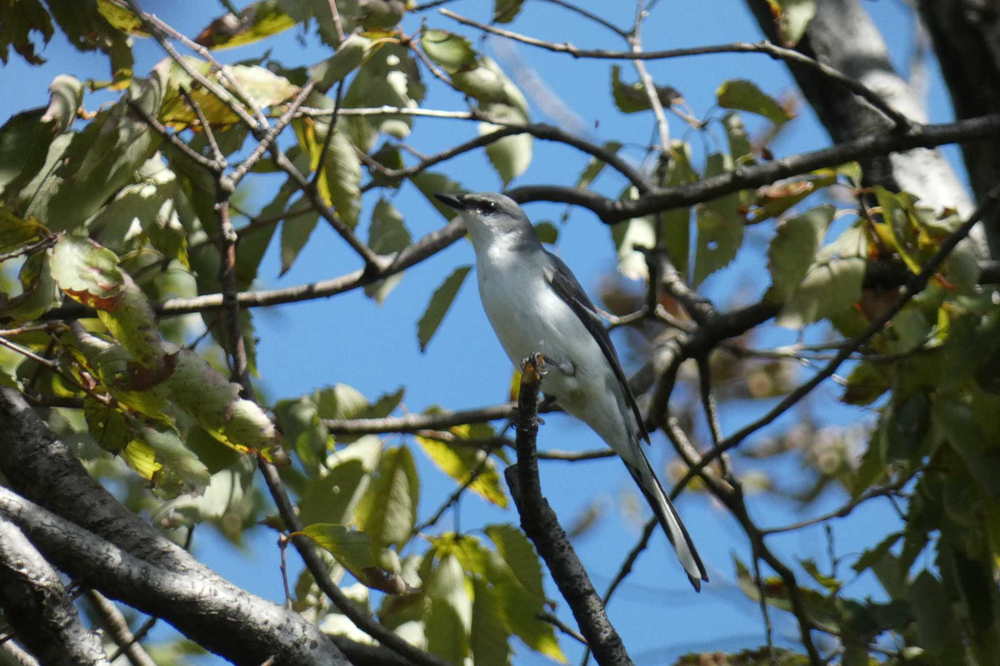 Photo of Ashy Minivet at Tokyo Port Wild Bird Park by キビタキ好き