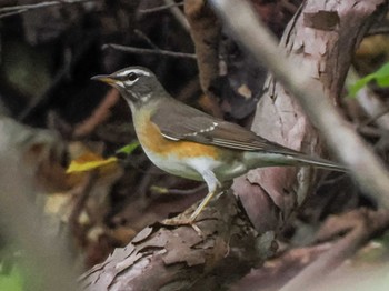 2023年10月14日(土) 宮城沢林道(札幌市西区)の野鳥観察記録