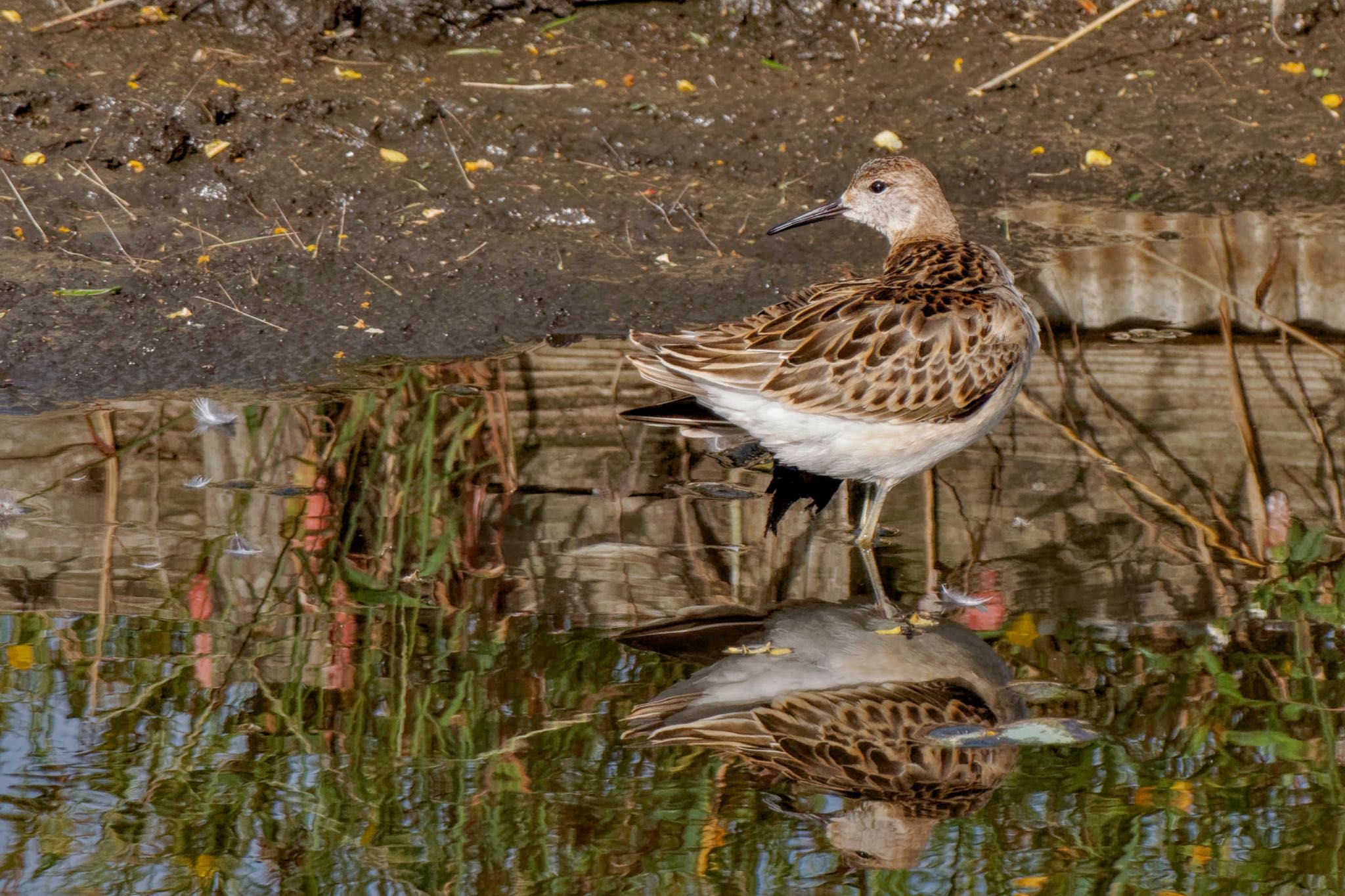 Photo of Ruff at Inashiki by アポちん