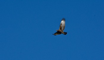 Crested Honey Buzzard 測量山 Sun, 9/23/2018