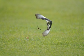 2023年10月14日(土) 新宿御苑の野鳥観察記録