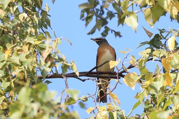 Eyebrowed Thrush 北海道 函館市 東山 Sat, 10/14/2023