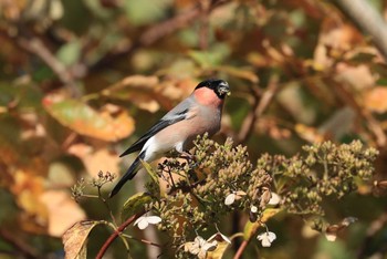 Eurasian Bullfinch(rosacea) Hakodateyama Sat, 10/14/2023