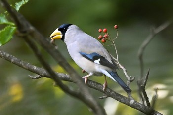 Japanese Grosbeak 伊香保森林公園 Sat, 10/14/2023