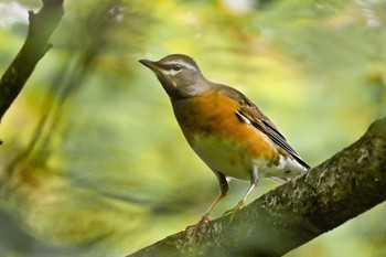 Eyebrowed Thrush 伊香保森林公園 Sat, 10/14/2023