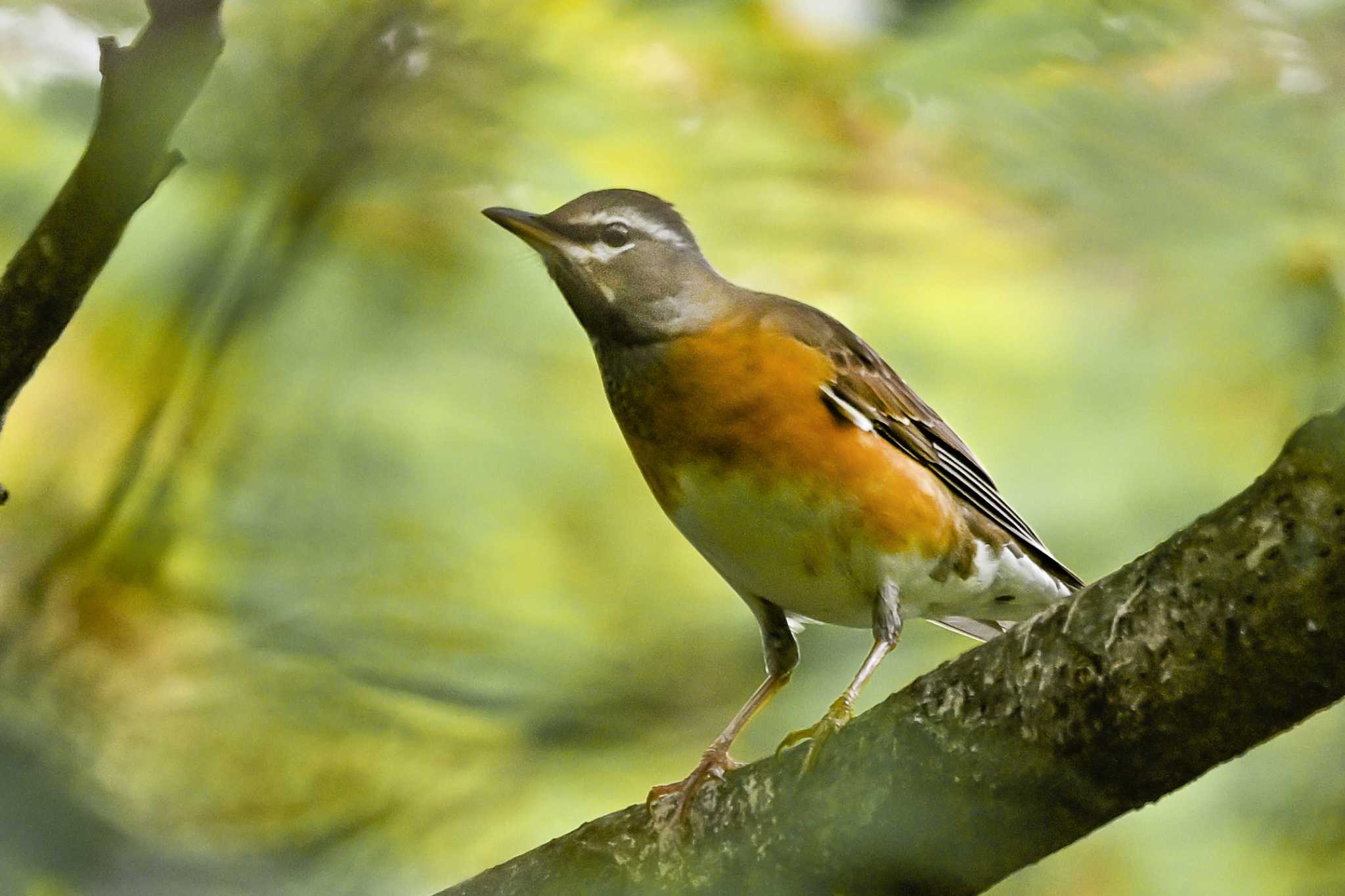 Eyebrowed Thrush