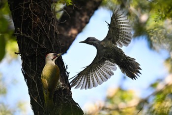 Japanese Green Woodpecker Mine Park Sat, 10/14/2023