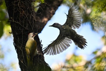 アオゲラ 嶺公園 2023年10月14日(土)