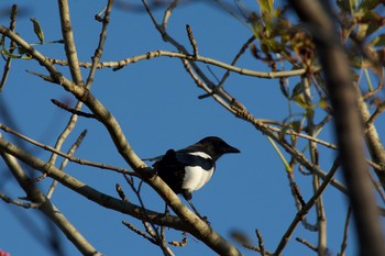 Eurasian Magpie 勇払原野 Sun, 9/23/2018