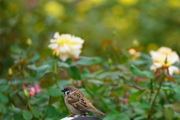 2023年10月14日(土) 大阪市の野鳥観察記録