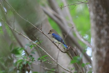 オオルリ 神戸市立森林植物園 2018年9月23日(日)