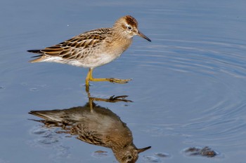 Sharp-tailed Sandpiper Inashiki Sat, 10/7/2023