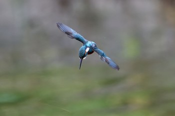 2023年10月14日(土) 大阪府の野鳥観察記録