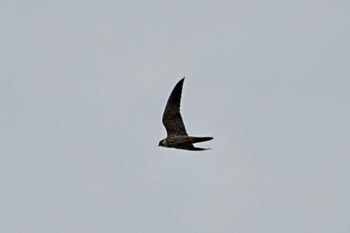 Eurasian Hobby Cape Irago Sat, 10/14/2023