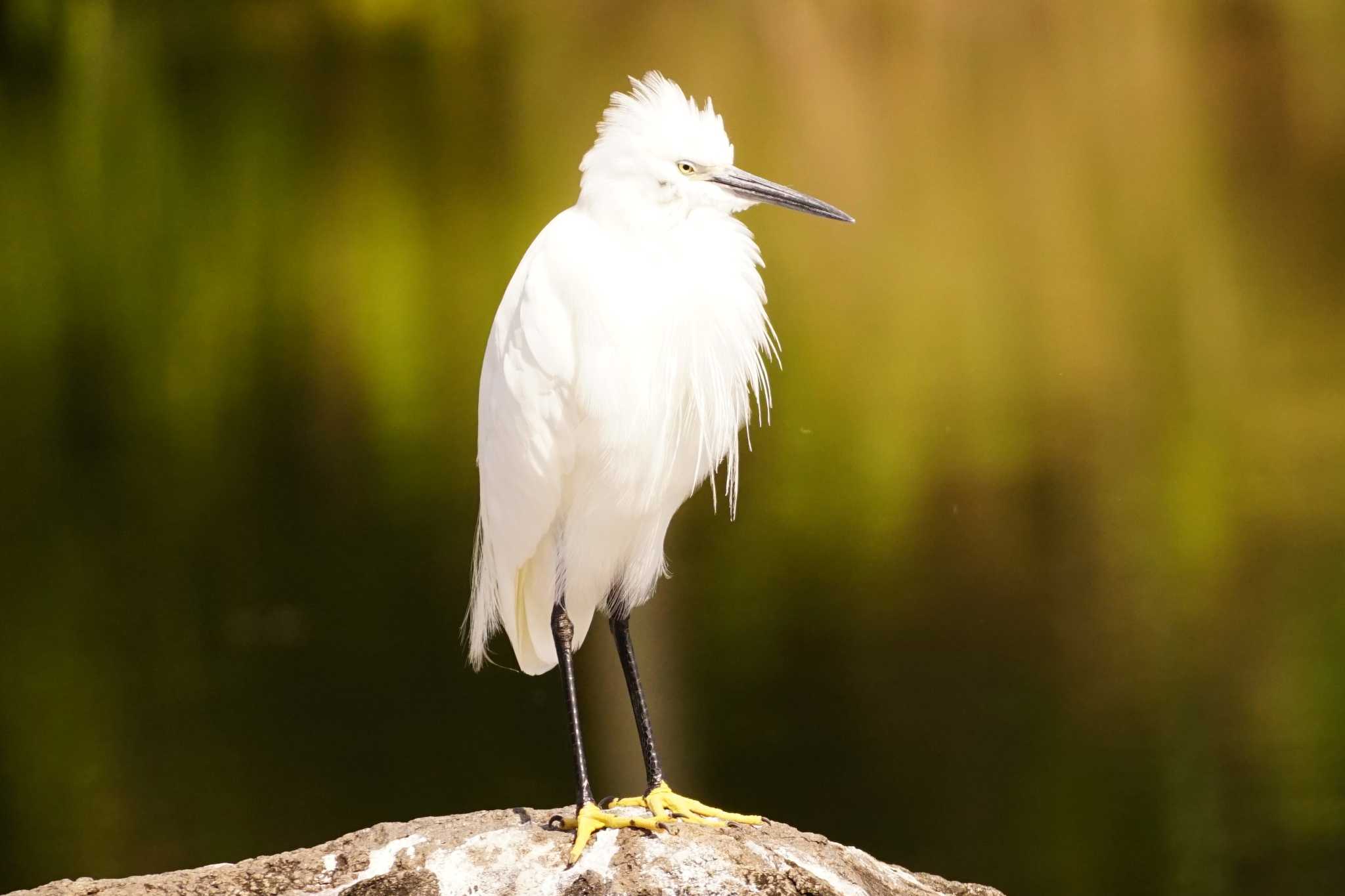 Little Egret