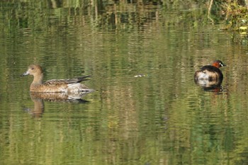 2023年10月12日(木) 江津湖の野鳥観察記録