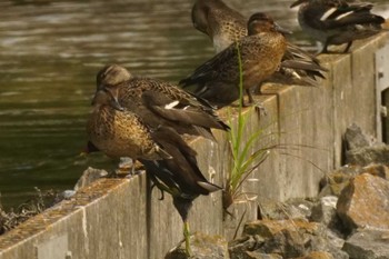 2023年10月13日(金) 江津湖の野鳥観察記録