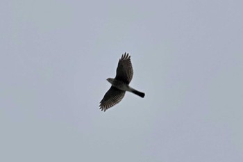 2023年10月14日(土) 伊良湖岬の野鳥観察記録