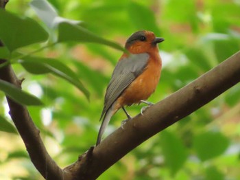 2023年10月14日(土) 水元公園の野鳥観察記録