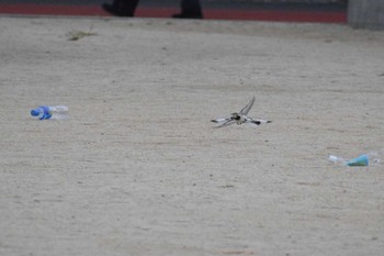 White Wagtail 久宝寺緑地公園 Sat, 10/14/2023