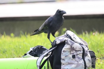 ハシブトガラス 札幌モエレ沼公園 2023年10月14日(土)