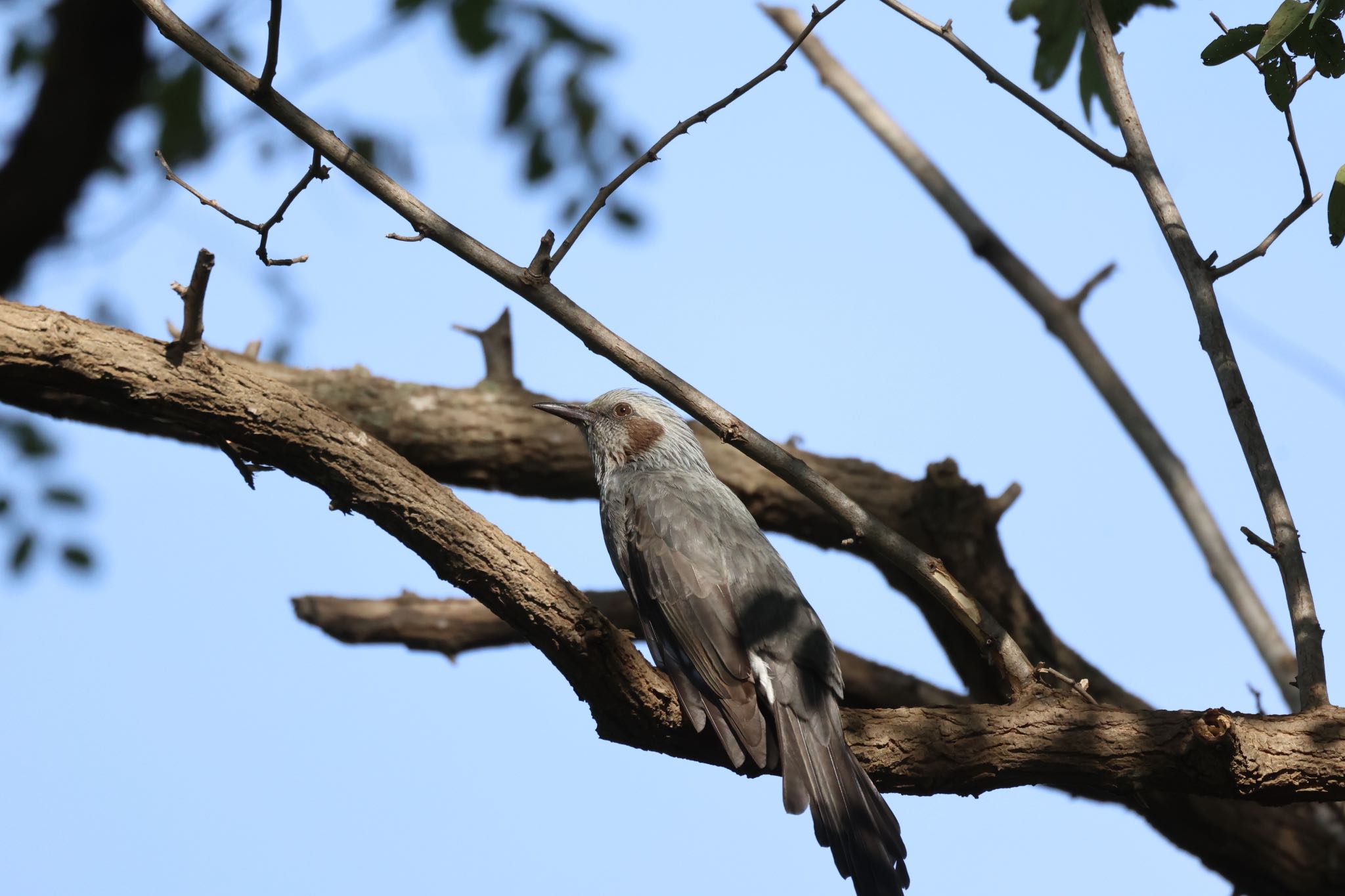 Photo of Brown-eared Bulbul at 札幌モエレ沼公園 by will 73