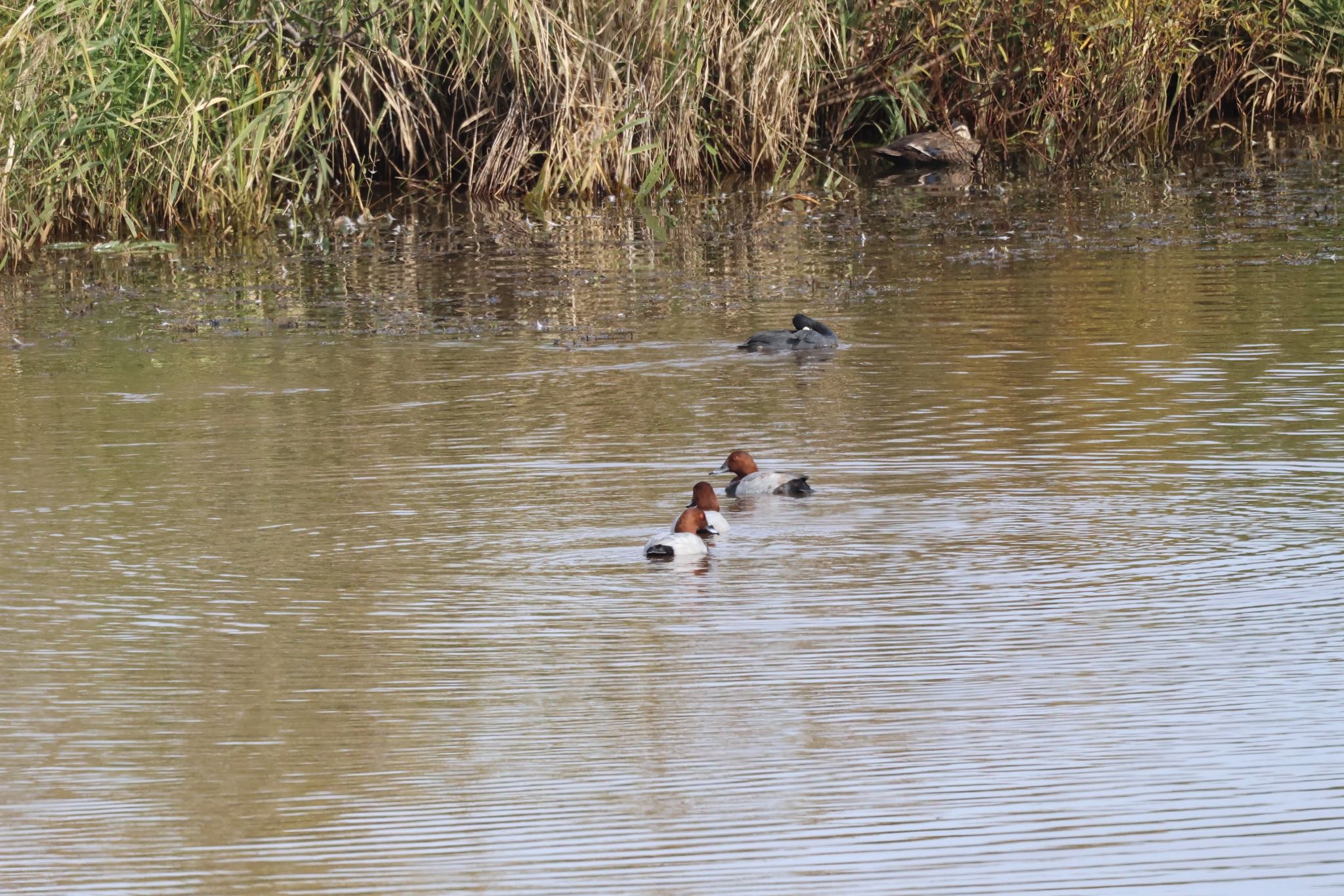 Photo of Common Pochard at 札幌モエレ沼公園 by will 73