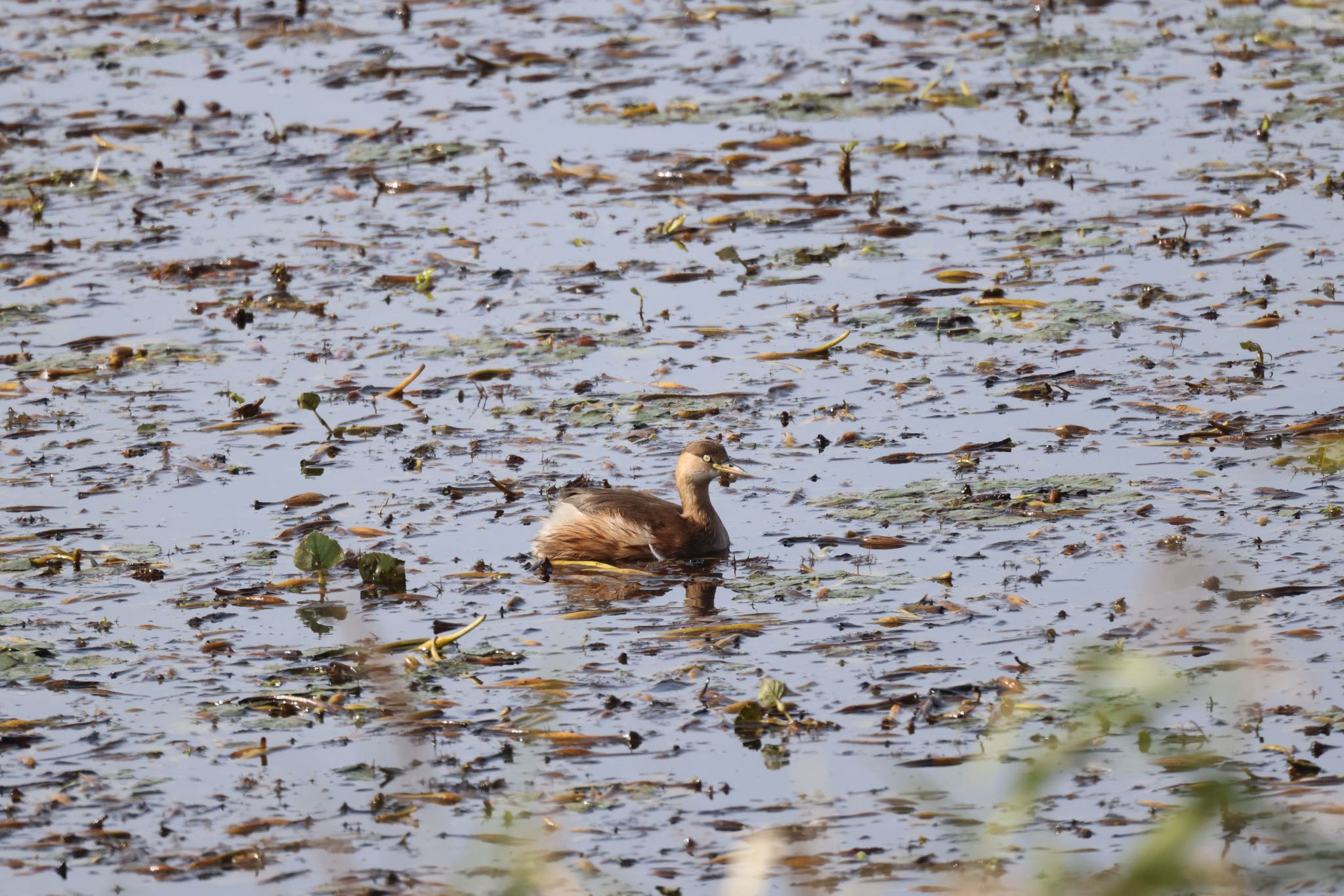 Photo of Little Grebe at 札幌モエレ沼公園 by will 73