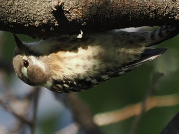 2023年10月14日(土) 白幡沼(さいたま市)の野鳥観察記録