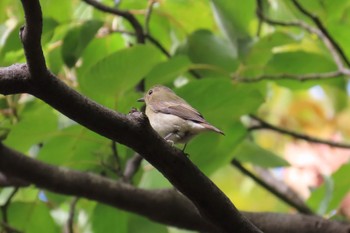 2023年10月14日(土) 石神井公園の野鳥観察記録