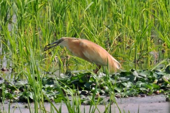 Squacco Heron