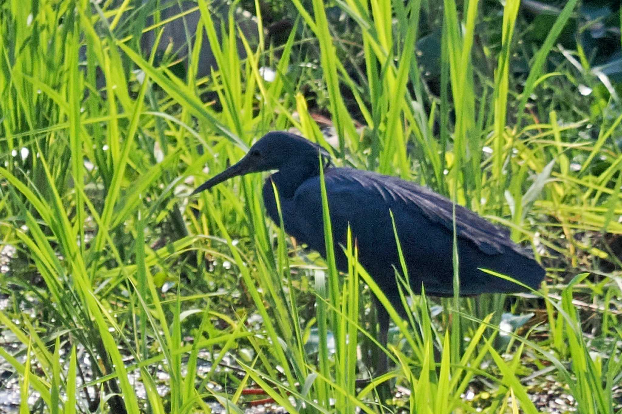 Photo of Black Heron at マダガスカル by 藤原奏冥