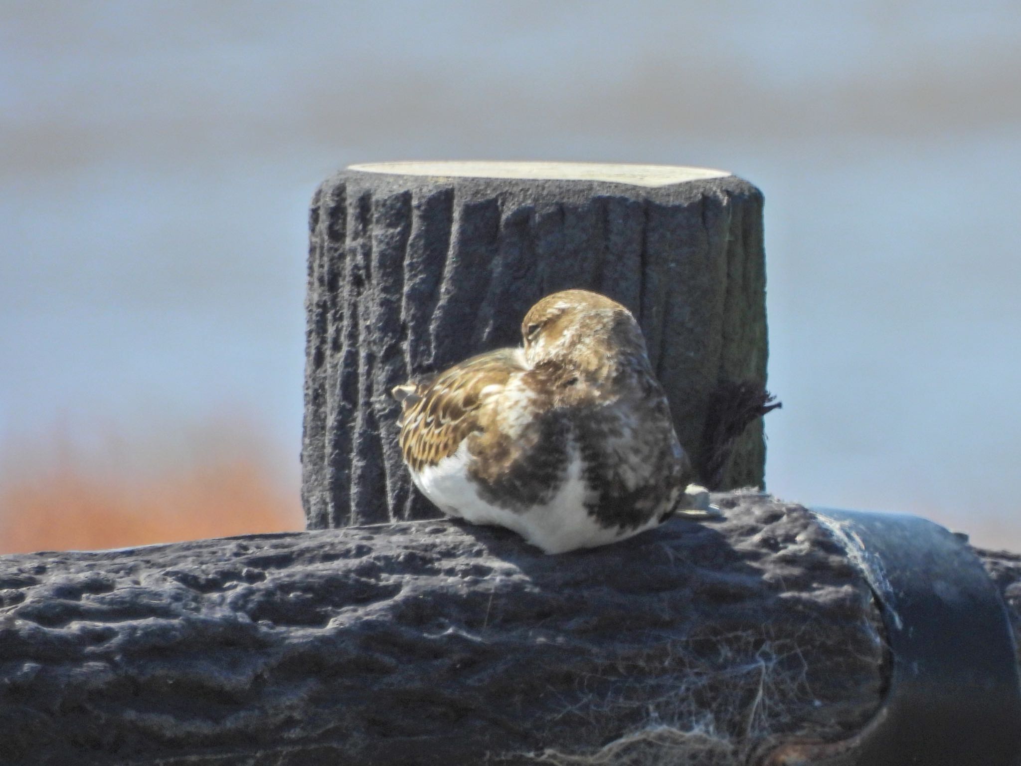 Ruddy Turnstone