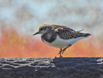 Ruddy Turnstone Daijugarami Higashiyoka Coast Mon, 10/2/2023