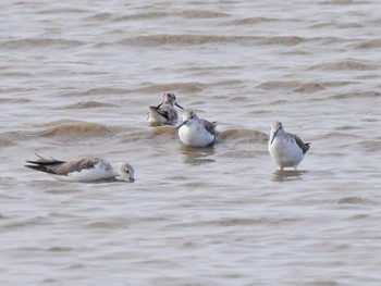 Common Greenshank Daijugarami Higashiyoka Coast Mon, 10/2/2023