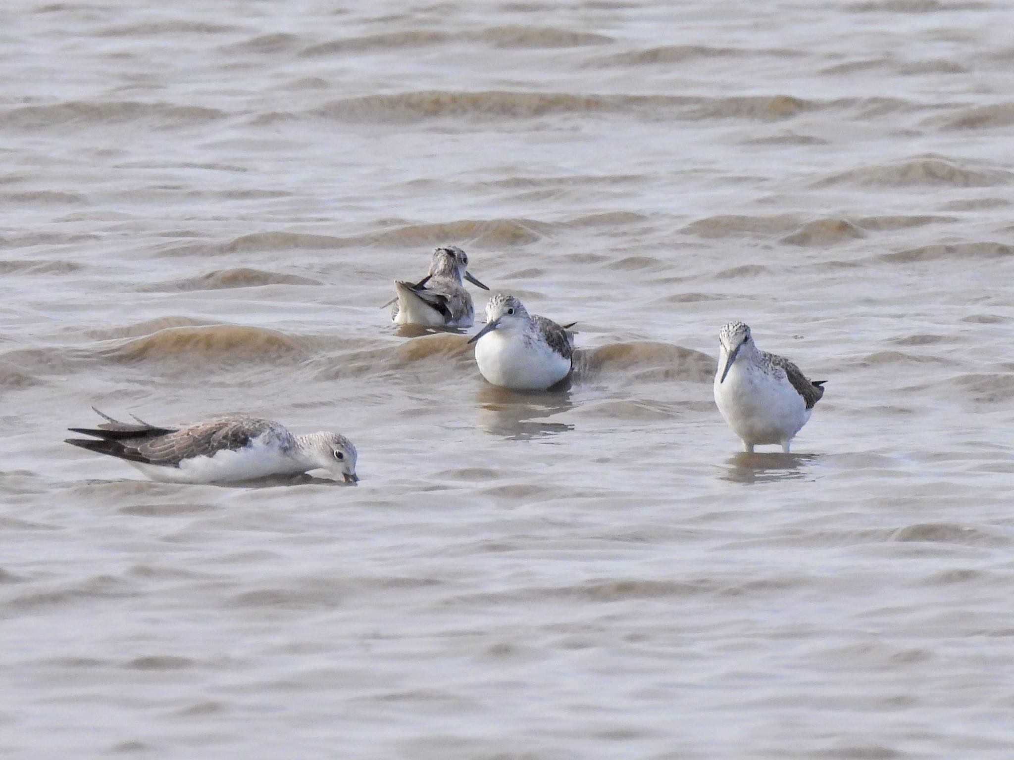 Common Greenshank