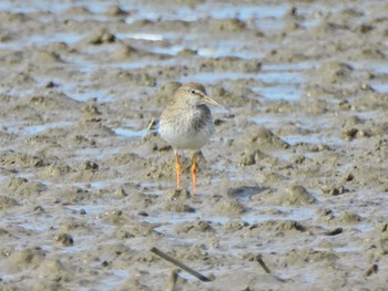 Common Redshank Daijugarami Higashiyoka Coast Mon, 10/2/2023