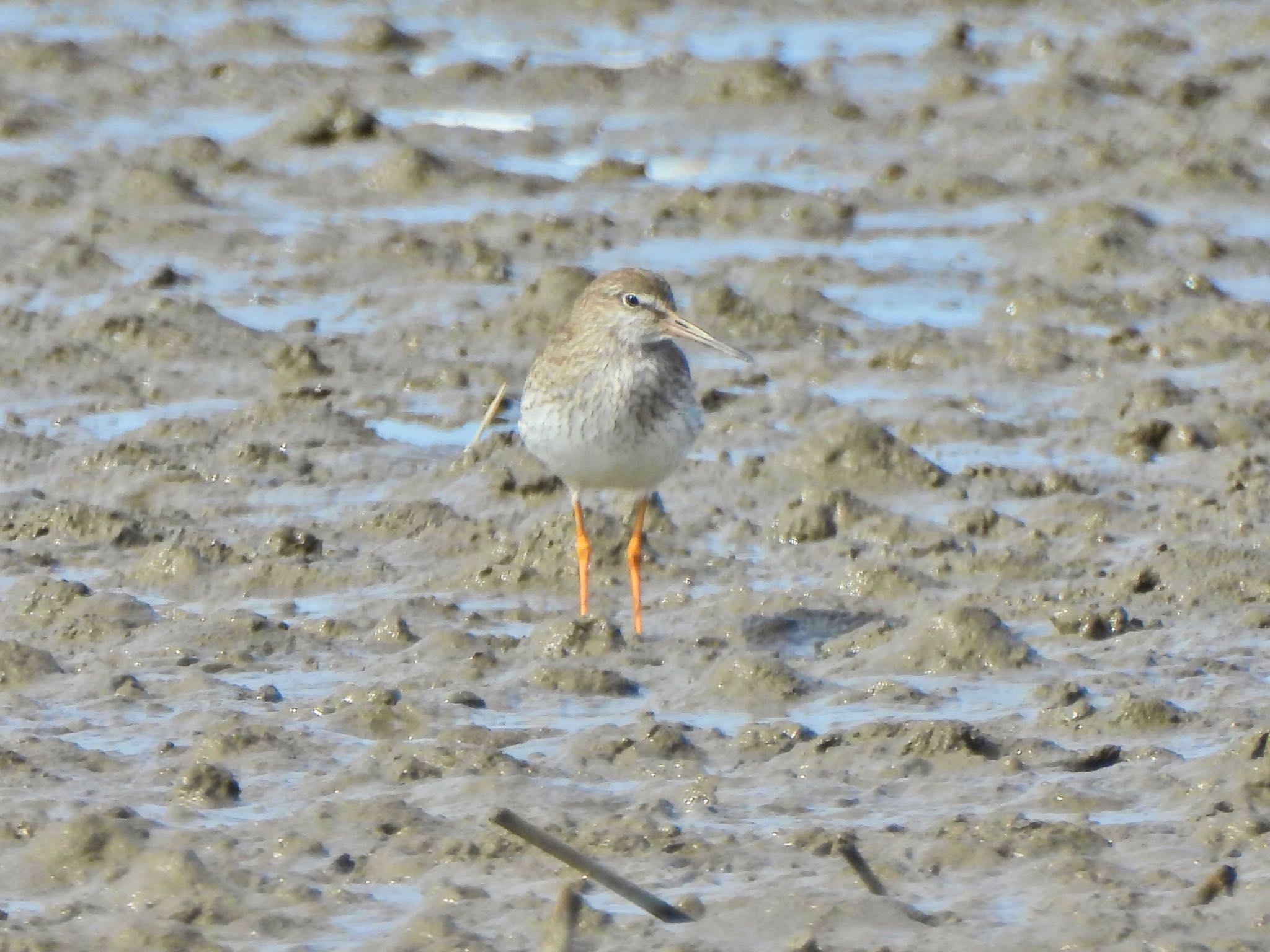 Common Redshank