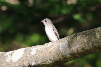 コサメビタキ 北海道 函館市 見晴公園 2018年9月23日(日)