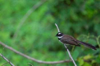 Philippine Pied Fantail マニラ Sun, 11/6/2022