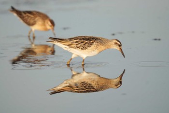 Sharp-tailed Sandpiper Inashiki Sat, 10/14/2023