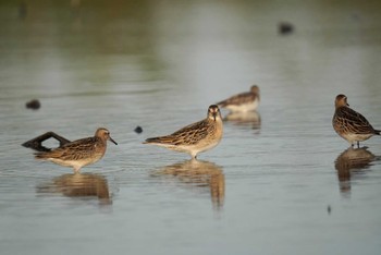 Sharp-tailed Sandpiper Inashiki Sat, 10/14/2023