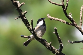 ヒガラ 北海道 函館市 見晴公園 2018年9月23日(日)