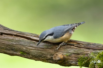 ゴジュウカラ 伊香保森林公園 2023年10月14日(土)