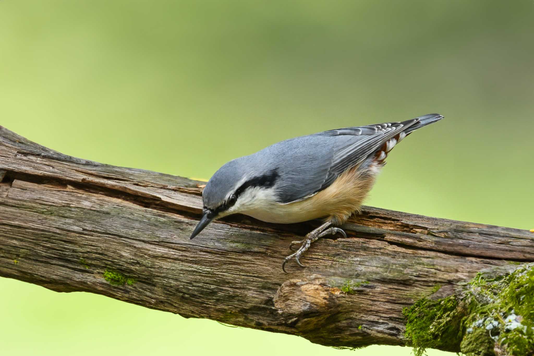 Eurasian Nuthatch